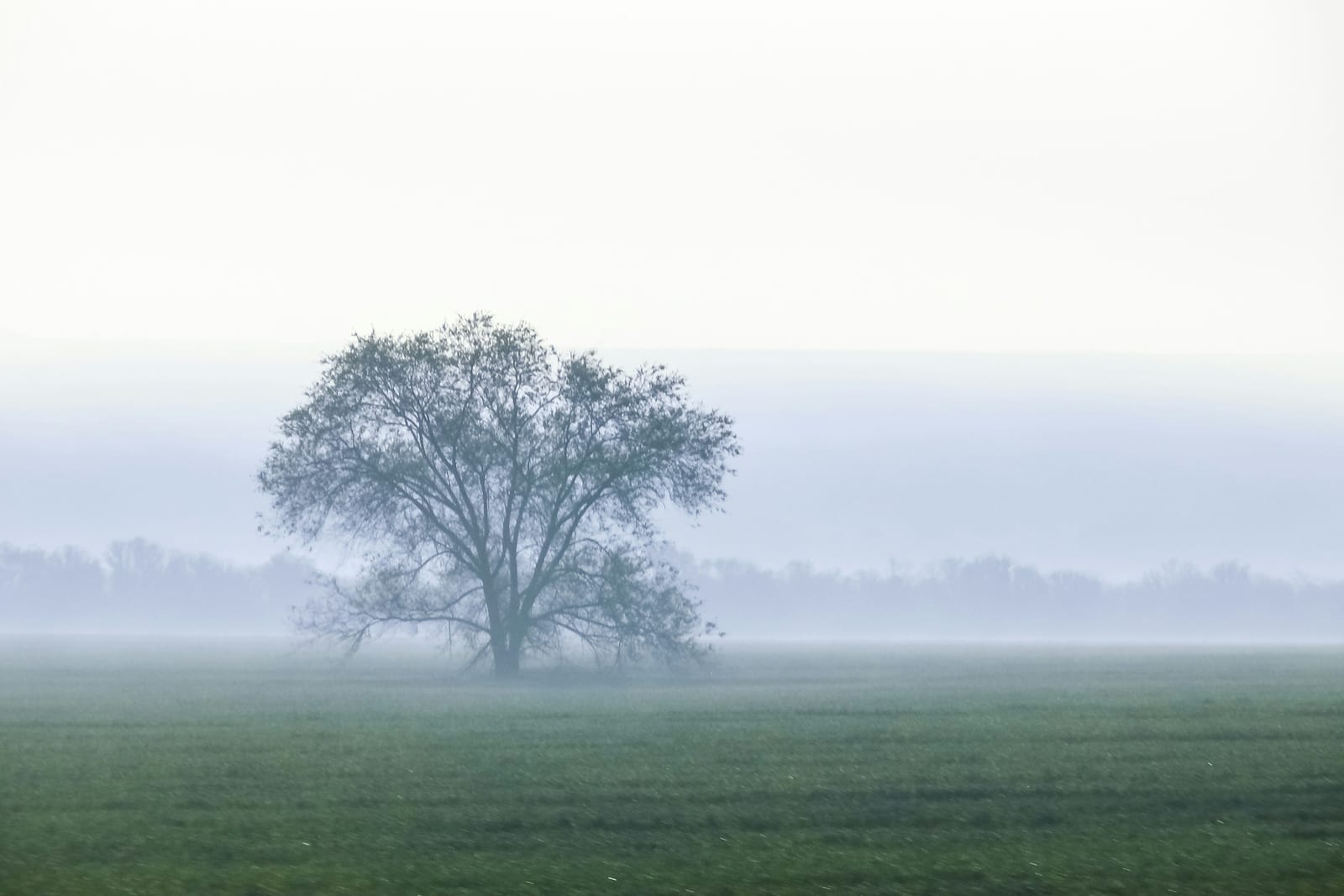 A single tree standing in a wide green field, half lost in low mist, with a faint line of trees behind it under a pale sky.